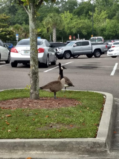Department Store «Walmart Supercenter», reviews and photos, 4250 Philips Hwy, Jacksonville, FL 32207, USA