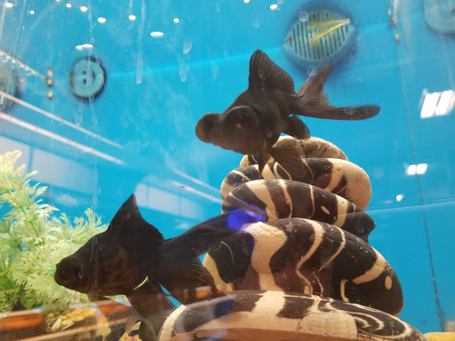 Pet Supply Store «PetSmart», reviews and photos, 620 N West End Blvd, Quakertown, PA 18951, USA