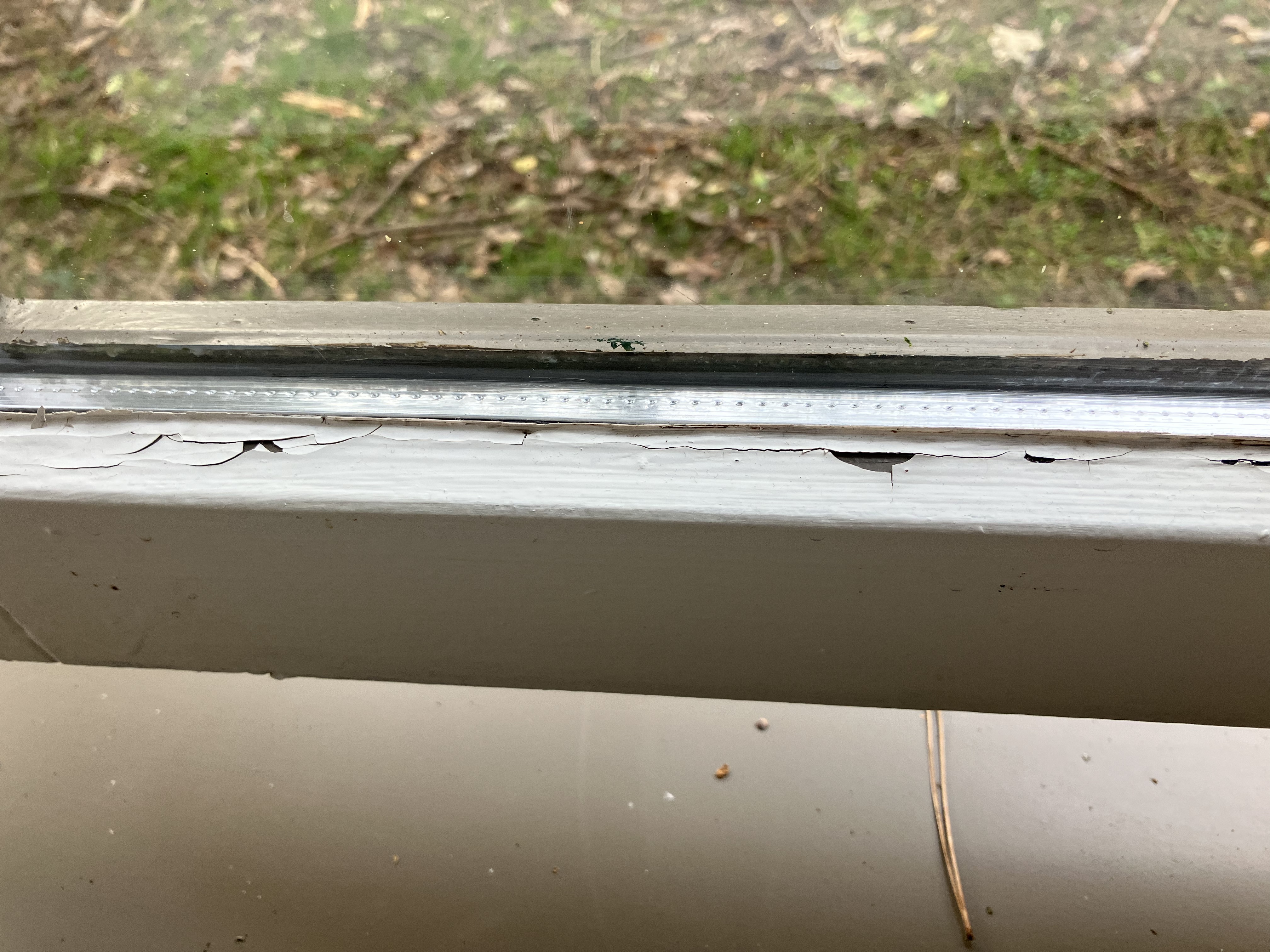 Photo n° 1 de l'avis de Krevette. fait le 17/02/2024 à 15:31