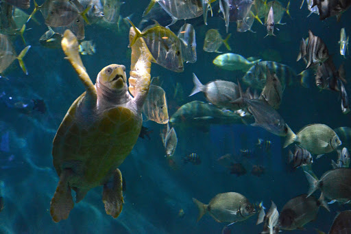 Aquarium «North Carolina Aquarium at Pine Knoll Shores», reviews and photos, 1 Roosevelt Blvd, Pine Knoll Shores, NC 28512, USA