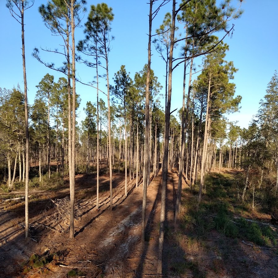 Bladen Lakes State Forest