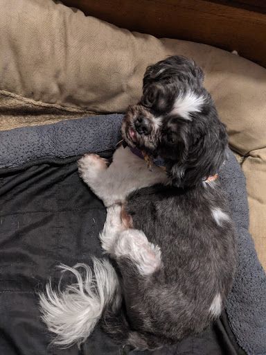 Pet Store «Everything Pets», reviews and photos, 1506 Altamont Ave, Schenectady, NY 12303, USA