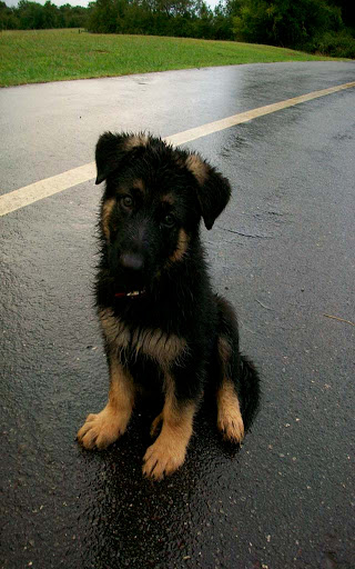 Pet Supply Store «Petco Animal Supplies», reviews and photos, 3430 W State St, Grand Island, NE 68803, USA