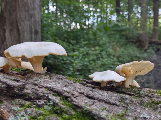 Nature Preserve «Meltzer Woods», reviews and photos, 1522 S 600 E, Shelbyville, IN 46176, USA