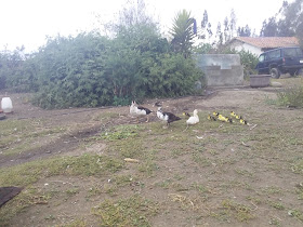 Clínica Veterinaria Zoo