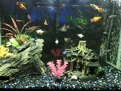 Pet Supply Store «Petco Animal Supplies», reviews and photos, 3680 Spencer Hwy, Pasadena, TX 77504, USA