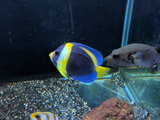 Tropical Fish Store «South Seas Aquatics Inc.», reviews and photos, 5440 Babcock Rd A133, San Antonio, TX 78240, USA