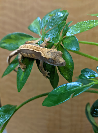 Pet Store «Animal Ark», reviews and photos, 175 S 500 E St, American Fork, UT 84003, USA