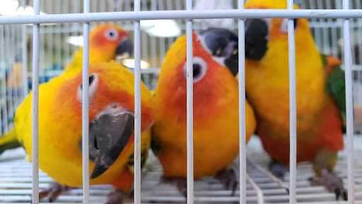 Pet Store «Louis Birds Pets & Supplies», reviews and photos, 80 Keyes St, San Jose, CA 95122, USA
