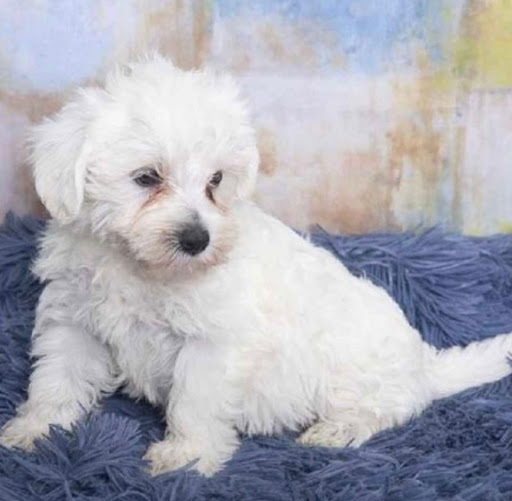 Pet Store «Pet Express», reviews and photos, 250 Granite St, Braintree, MA 02184, USA