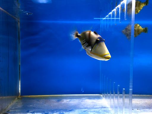 Aquarium Shop «Oranda aquarium», reviews and photos, 302 N La Brea Ave, Los Angeles, CA 90036, USA