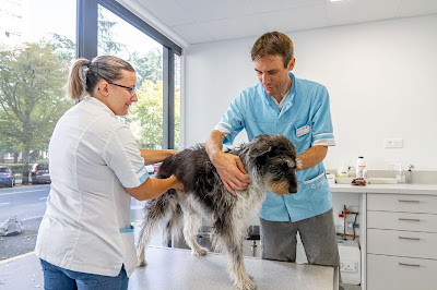 Clinique Vétérinaire Argos à Saint-Étienne