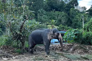 Asela Elephant Riding image
