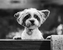 Orlando Pet Photography - Photo 7 - Car repair in Orlando, FL, Orlando