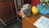 Cat cafe in Minsk