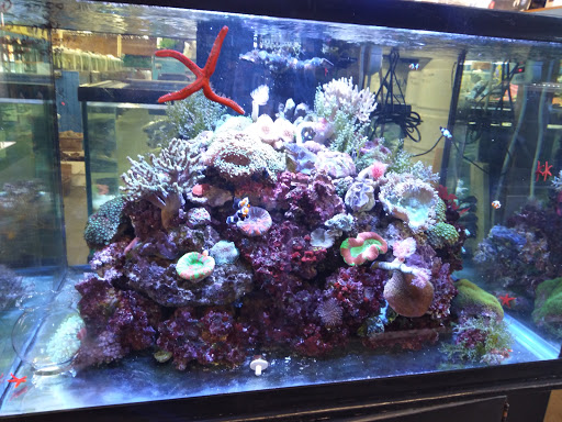 Tropical Fish Store «South Bay Aquarium», reviews and photos, 2021 W Redondo Beach Blvd A, Gardena, CA 90247, USA