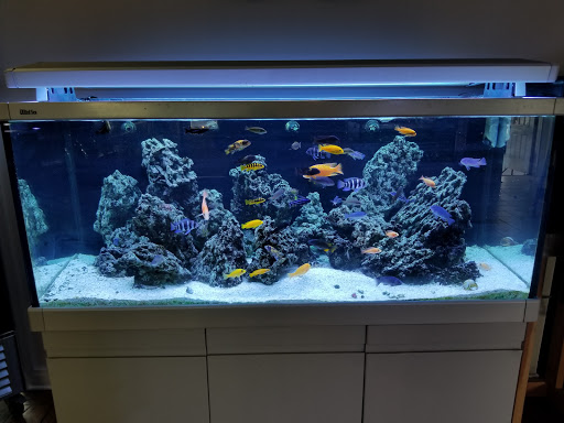 Tropical Fish Store «Greenwich Aquaria», reviews and photos, 1064 E Putnam Ave, Riverside, CT 06878, USA