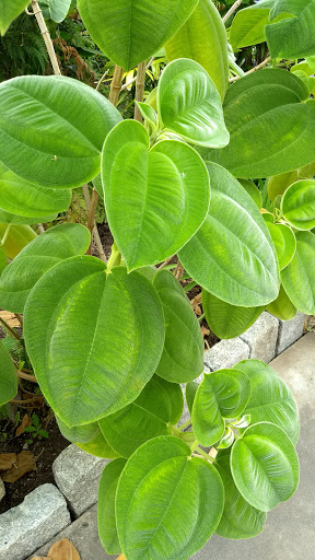 Botanical Garden «Roger Williams Park Botanical Center», reviews and photos, 1000 Elmwood Avenue, Providence, RI 02905, USA