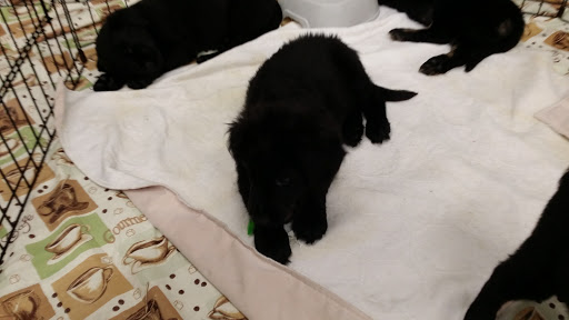 Pet Supply Store «Petco Animal Supplies», reviews and photos, 1215-1309 NJ-33 #1, Hamilton Township, NJ 08690, USA