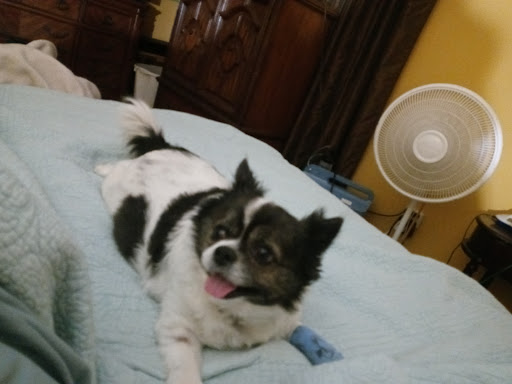 Pet Store «St Tammany Pet Center», reviews and photos, 895 Robert Blvd, Slidell, LA 70458, USA