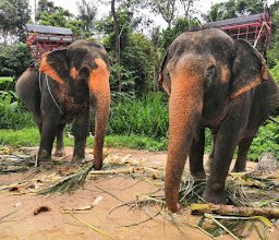 Phangan Safari photo