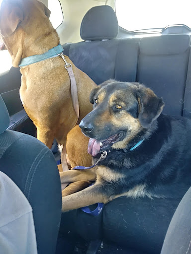 Pet Supply Store «Petco Animal Supplies», reviews and photos, 9137 Central Ave a, Montclair, CA 91763, USA