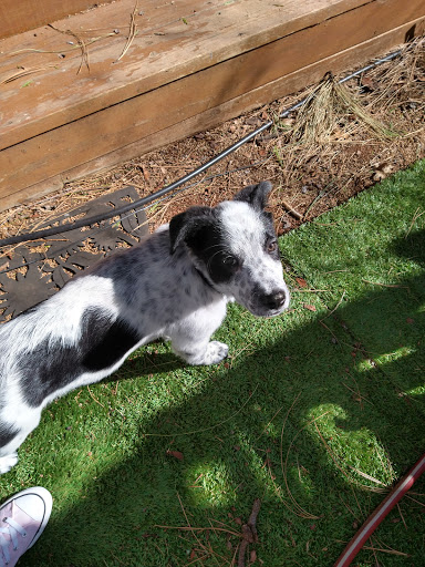 Town N Country Grooming