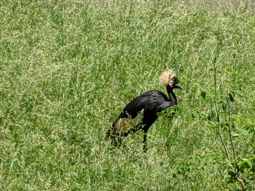 Zoo «Simmons Aviary», reviews and photos, 3701 S 10th St, Omaha, NE 68107, USA