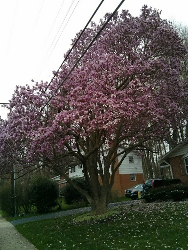 Golf Course «Westwood Country Club», reviews and photos, 800 Maple Ave E, Vienna, VA 22180, USA