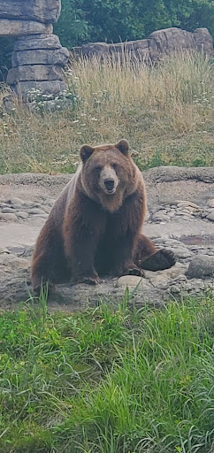 Zoo «Arctic Ring of Life», reviews and photos, 8450 W 10 Mile Rd, Royal Oak, MI 48067, USA