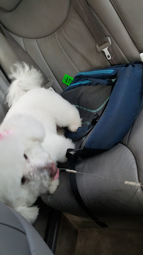 Pet Store «Doggy Dog World Inc», reviews and photos, 2552 Coney Island Ave, Brooklyn, NY 11223, USA