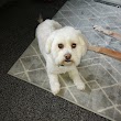 Benjis Dog Grooming