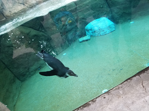 Zoo «NEW Zoo & Adventure Park», reviews and photos, 4378 Reforestation Rd, Green Bay, WI 54313, USA