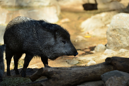 Zoo «Desert Dome & Kingdoms of the Night», reviews and photos, 3701 S 10th St, Omaha, NE 68108, USA