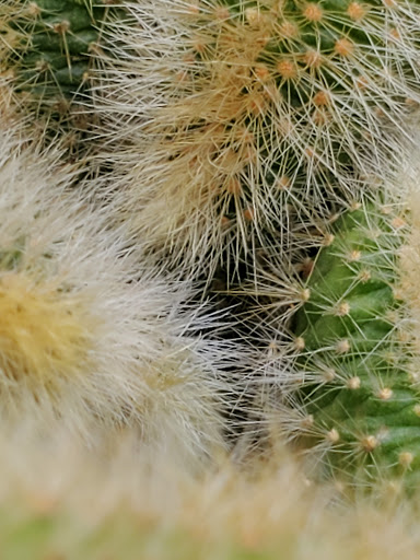 Orchard «The Orchard Shop», reviews and photos, 311 W St Joseph St, Muncie, IN 47303, USA