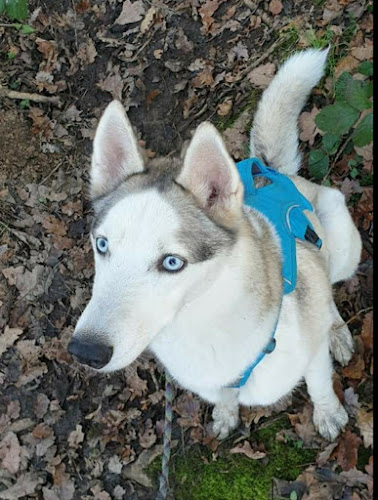 Comments and reviews of Insight Dogs