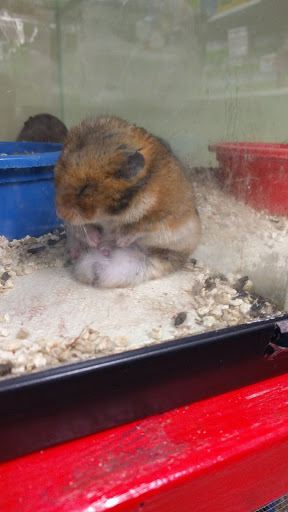 Pet Store «Pet Source 1901», reviews and photos, 1901 W 8th St B, Los Angeles, CA 90057, USA