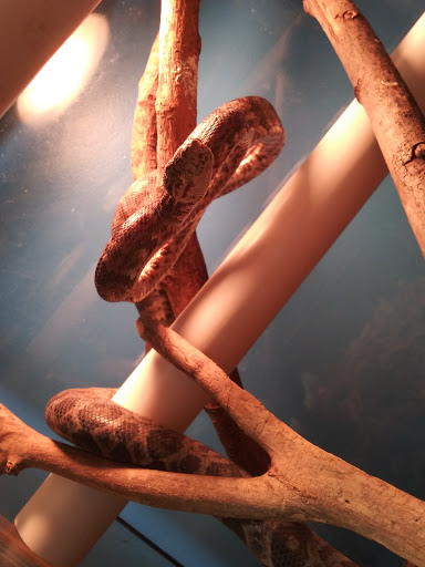 Pet Store «Gills And Thrills Pet Shop», reviews and photos, 204 E 8th St, Lockport, IL 60441, USA