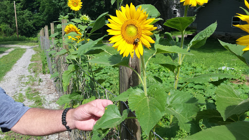 RV Park «Made In the Shade RV Park», reviews and photos, 6878 Granville Hwy, Granville, TN 38564, USA