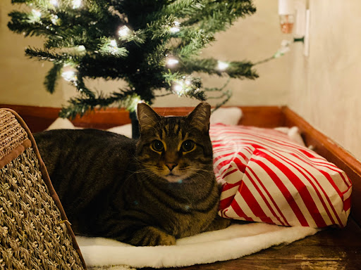 Pet Supply Store «Pet Supplies Plus», reviews and photos, 15060 Eureka Rd, Southgate, MI 48195, USA