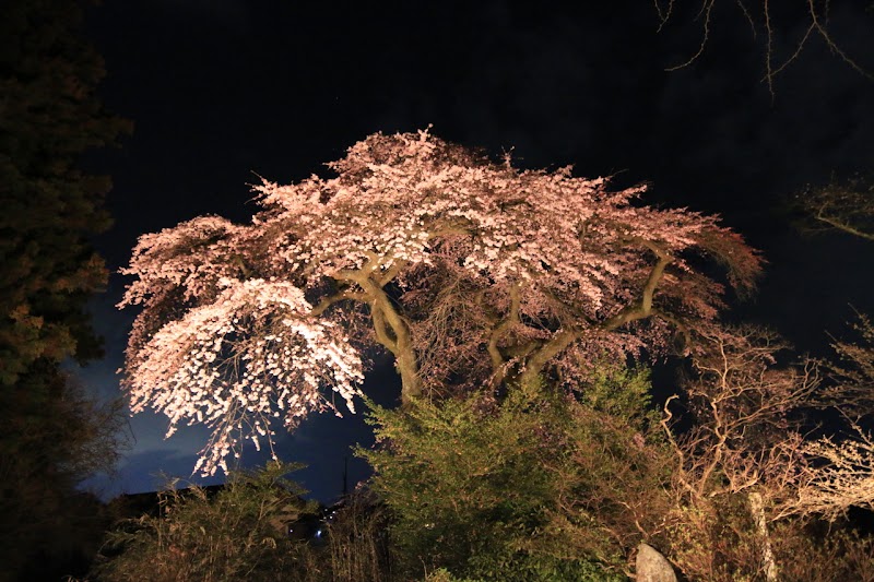 妙養寺 越久の枝垂れ桜