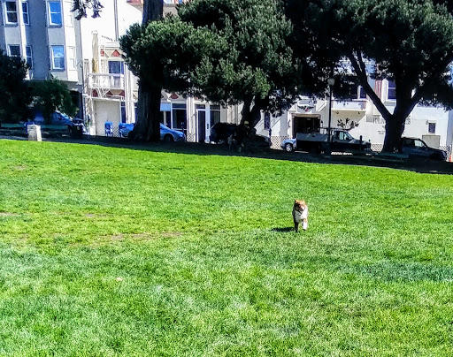 Park «Washington Square Park», reviews and photos, Filbert St & Stockton St., San Francisco, CA 94133, USA