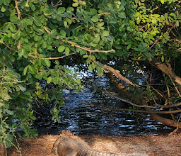 Mirador De Cocodrilos, Laguna Del Carpintero photo