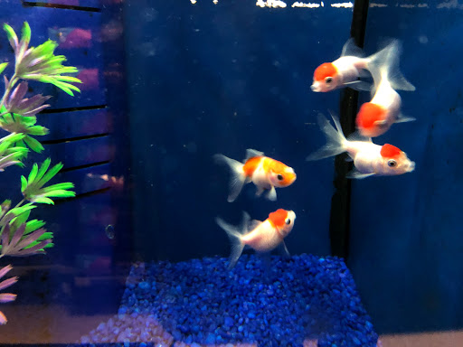 Pet Store «Planet Pet», reviews and photos, 1093 W Eads Pkwy, Lawrenceburg, IN 47025, USA