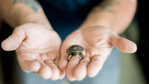 Animal Lovers Pet Shop, 24028 Vista Montana, Torrance, CA 90505, USA, 