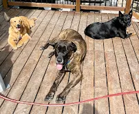 A Step Up Veterinary Clinic - Car repair in Bethel Park, PA, Kingsport - Rated 4.7/5