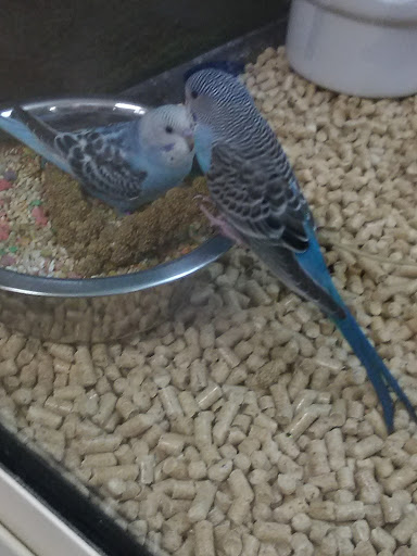 Pet Supply Store «PetSmart», reviews and photos, 10697 E US Hwy 36, Avon, IN 46123, USA