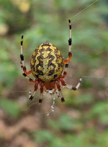 Park «Barcroft Park», reviews and photos, 4200 S Four Mile Run Dr, Arlington, VA 22206, USA