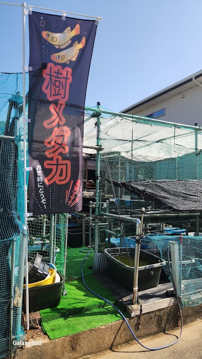樹メダカ