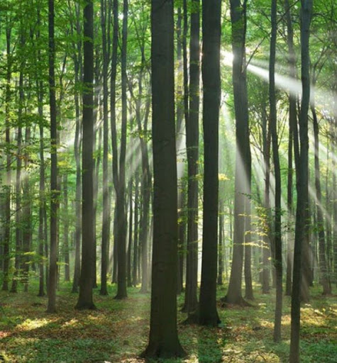 Funeral Home «Beaches Memorial Park & First Coast Funeral Home», reviews and photos, 1500 Main St, Atlantic Beach, FL 32233, USA